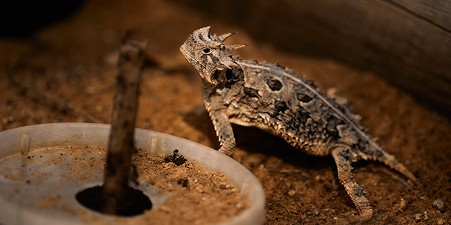 TCU's mascot, the Texas Horned Lizard