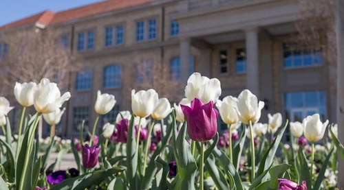 Tulips