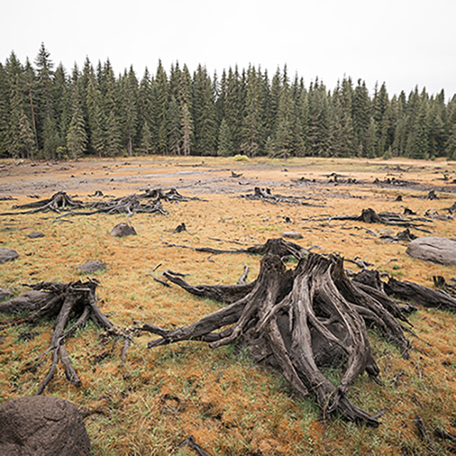 Deforestation in a grove of trees