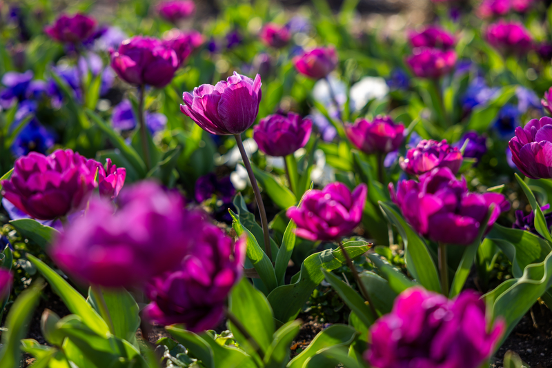 TCU tulips in springtime