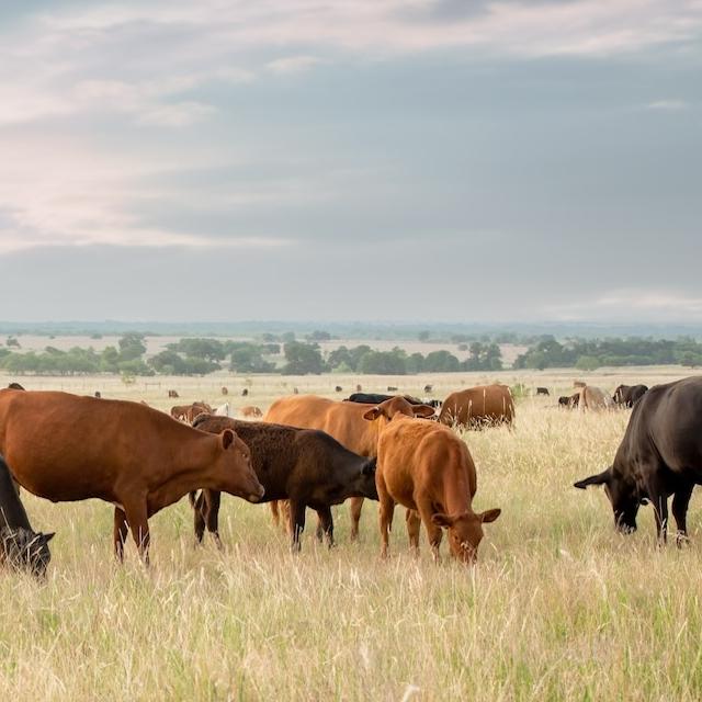Cattle