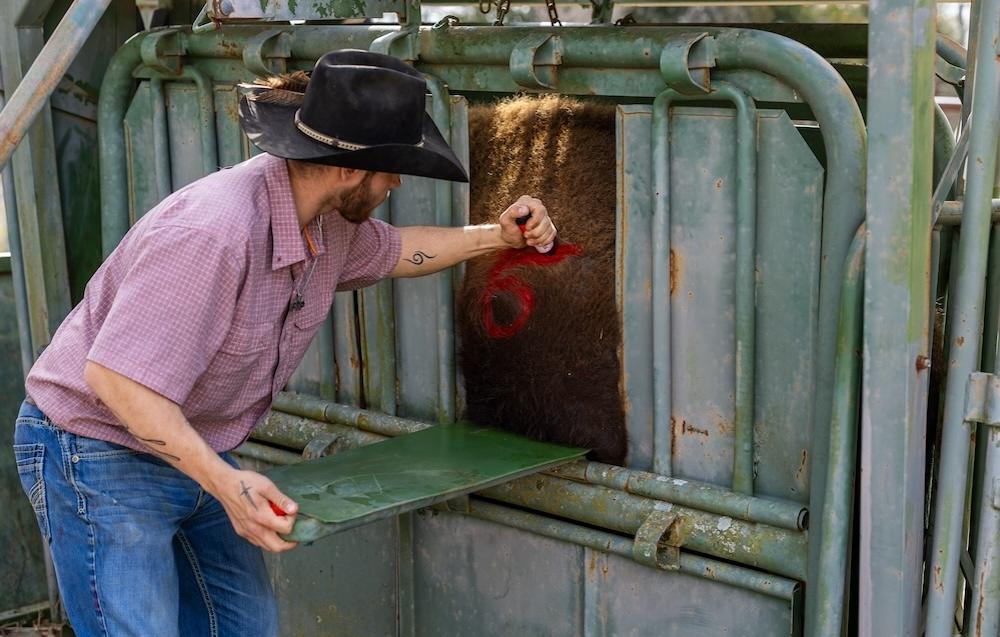 Bison marking