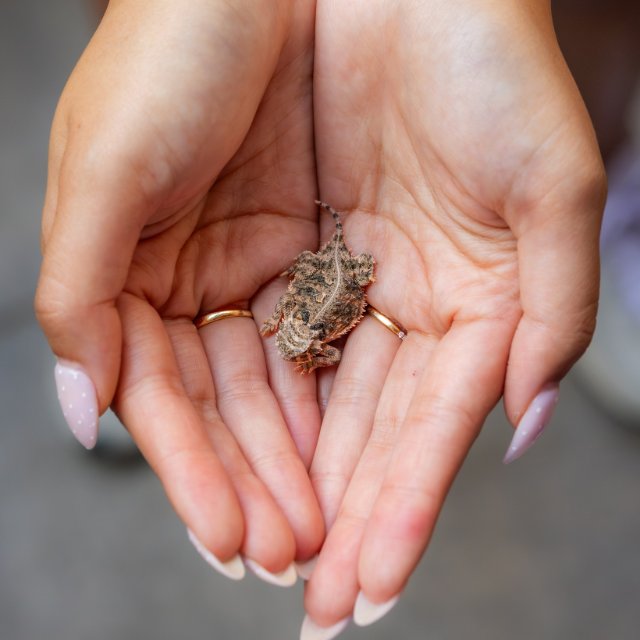 A horned lizard