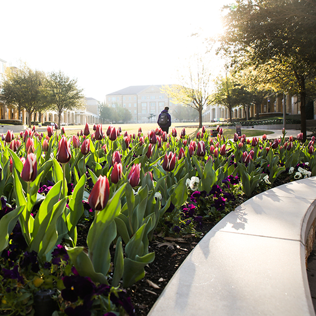 TCU campus tulips