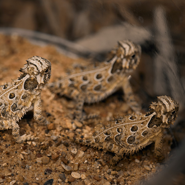 New ‘Lead On’ Campaign Video Spotlights Horned Frogs Contributing to