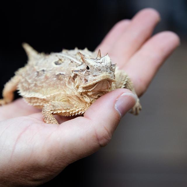 hornedfrogszoo