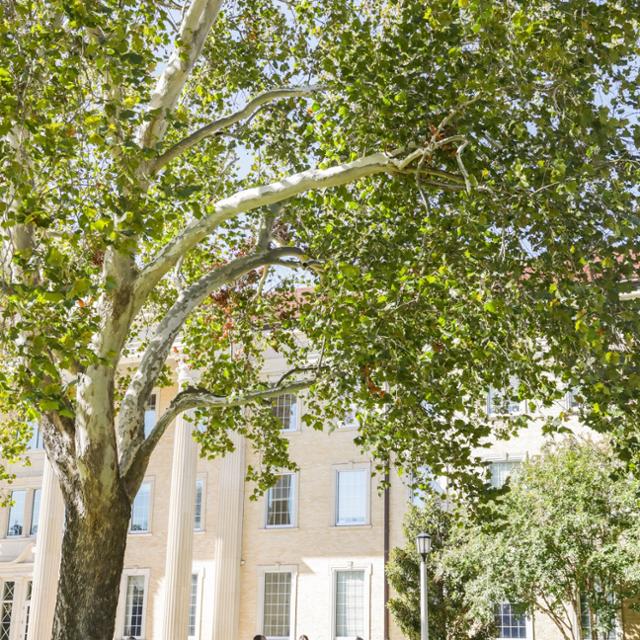 Photo of a tree top in front of Sadler Hall