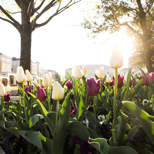 Photo of the Campus Commons in spring