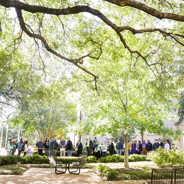 Trees on TCU campus